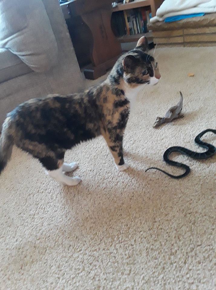 49001785_10101050883757387_1638171548273606656_n